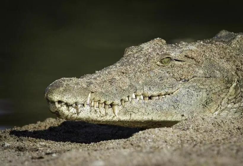 ホテル The Outpost & Pel S Post