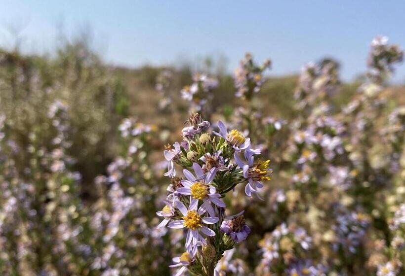 בית מלון כפרי Woolly Bugger Farm