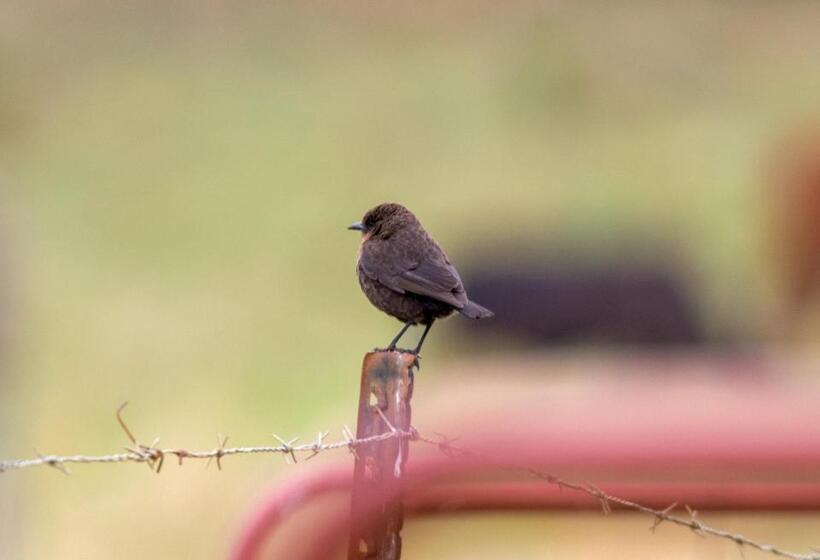 בית מלון כפרי Woolly Bugger Farm