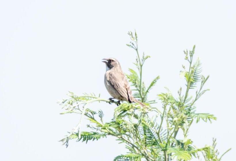 בית מלון כפרי Woolly Bugger Farm