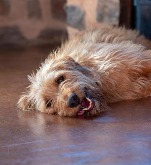 בית מלון כפרי Woolly Bugger Farm