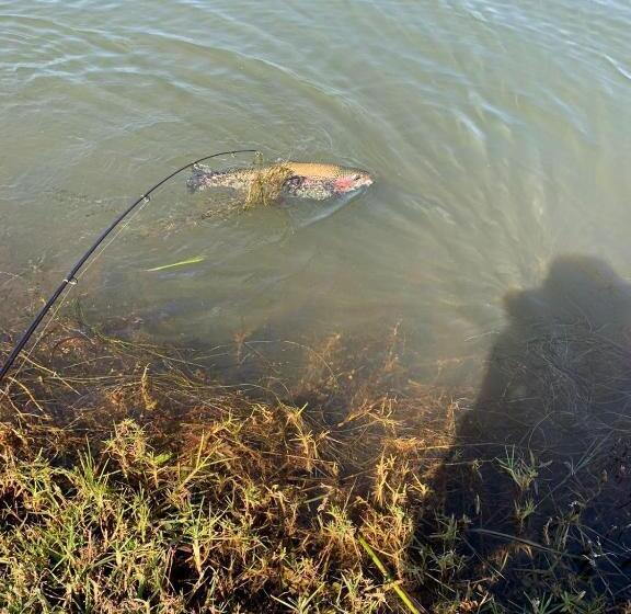 בית מלון כפרי Woolly Bugger Farm