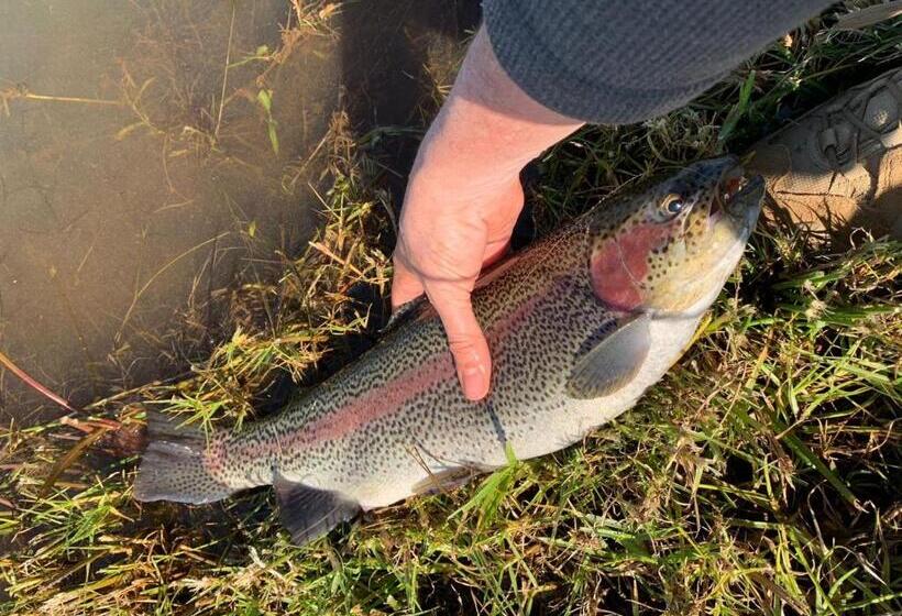 בית מלון כפרי Woolly Bugger Farm