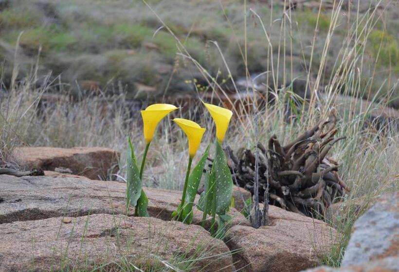 בית מלון כפרי Woolly Bugger Farm