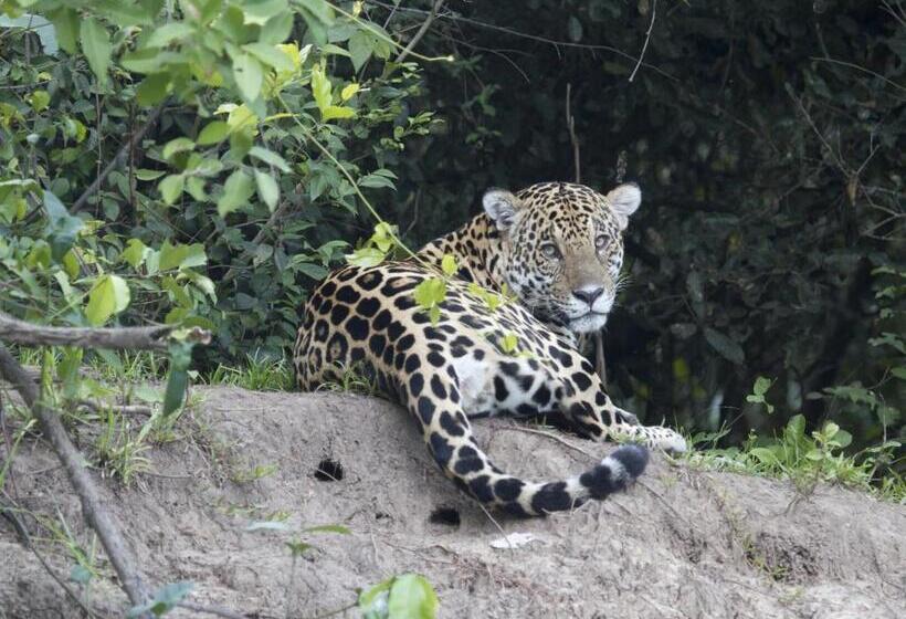 Пансион Fazenda San Francisco