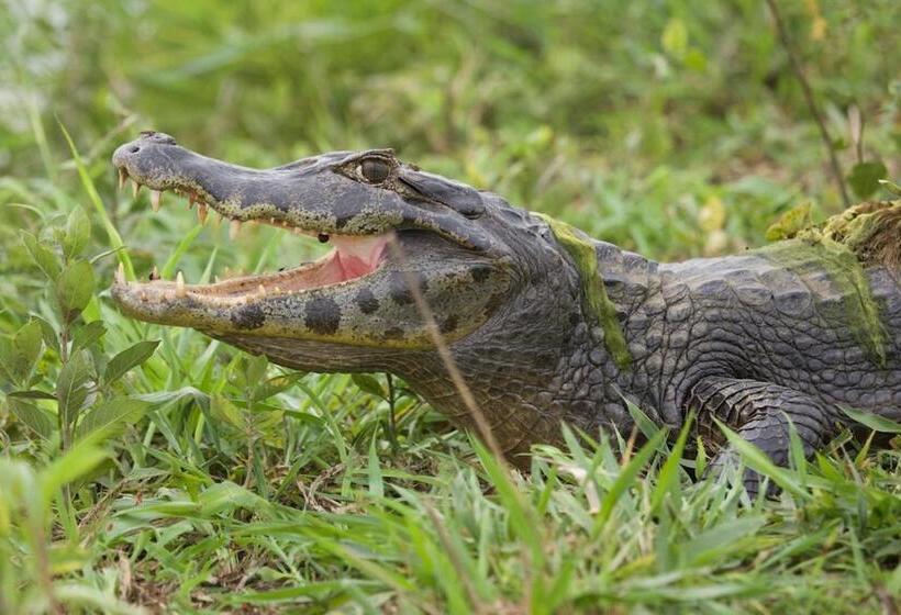 Пансион Fazenda San Francisco