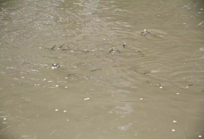 ペンション Pousada Sol Da Montanha