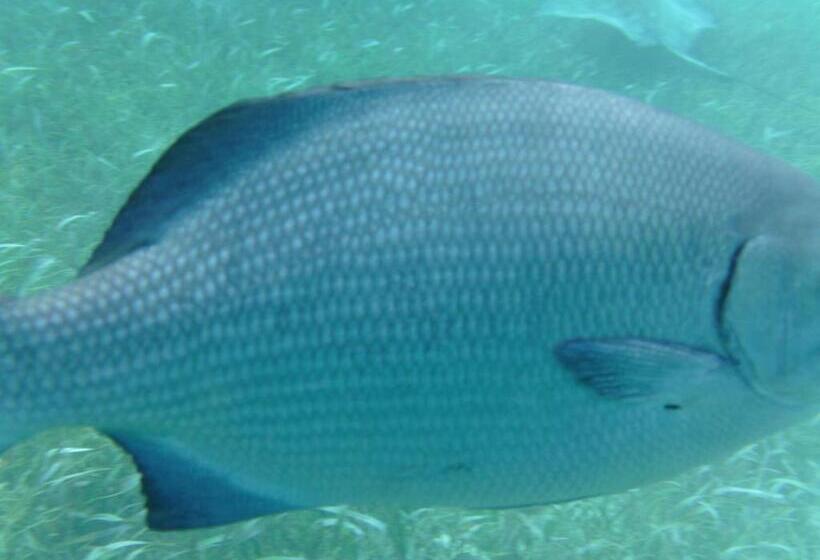 تختخواب و صبحانه The Crimson Orchid Inn At Orchid Bay