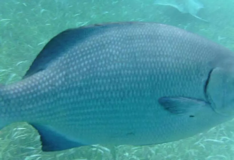 Aamiaismajoitus (B&B) The Crimson Orchid Inn At Orchid Bay