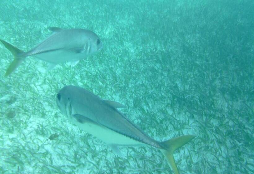 تختخواب و صبحانه The Crimson Orchid Inn At Orchid Bay