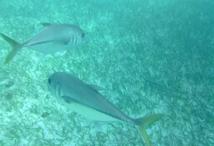 Aamiaismajoitus (B&B) The Crimson Orchid Inn At Orchid Bay