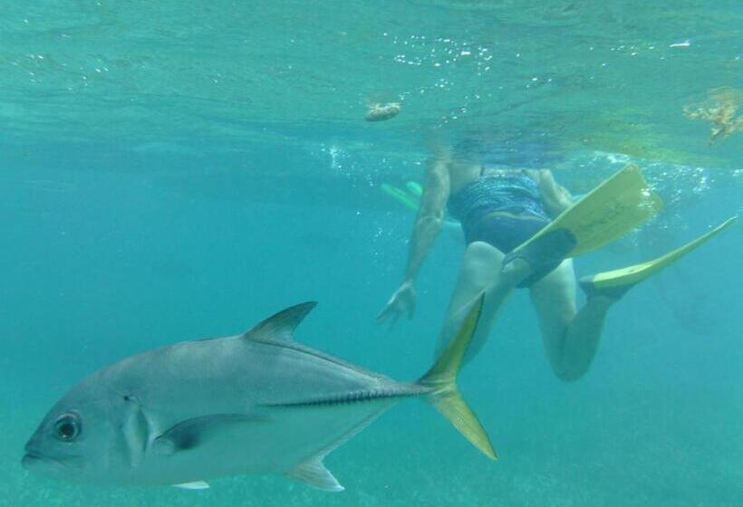 تختخواب و صبحانه The Crimson Orchid Inn At Orchid Bay