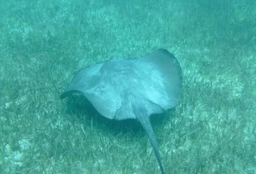 Aamiaismajoitus (B&B) The Crimson Orchid Inn At Orchid Bay