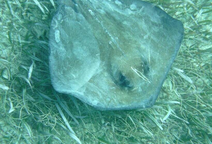 تختخواب و صبحانه The Crimson Orchid Inn At Orchid Bay