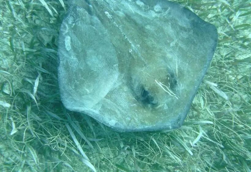 Aamiaismajoitus (B&B) The Crimson Orchid Inn At Orchid Bay