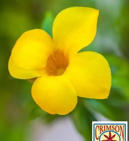 Aamiaismajoitus (B&B) The Crimson Orchid Inn At Orchid Bay