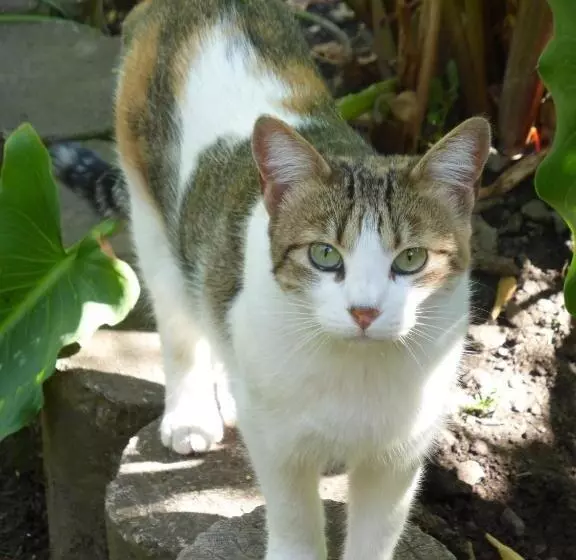 Majatalo Andean Spirit Lodge