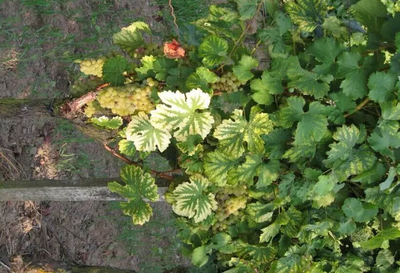 Hotelli Schwarzes Ross