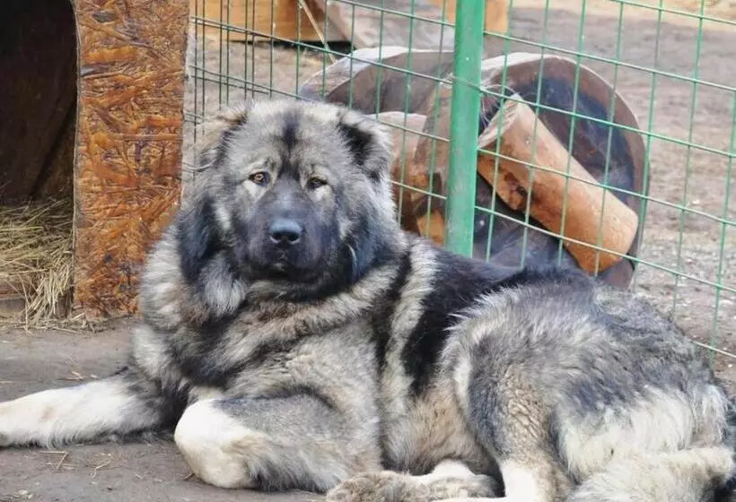 Lomakeskus Complex Turistic Darina Sancraiu De Mures