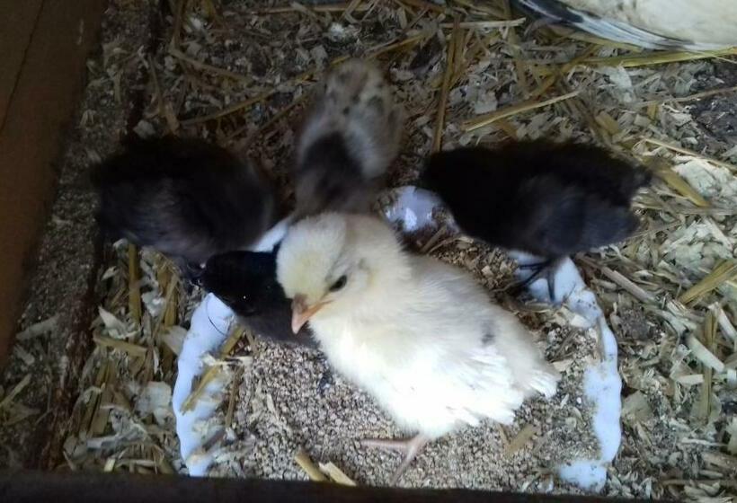 צימר Au Jardin Des Violettes