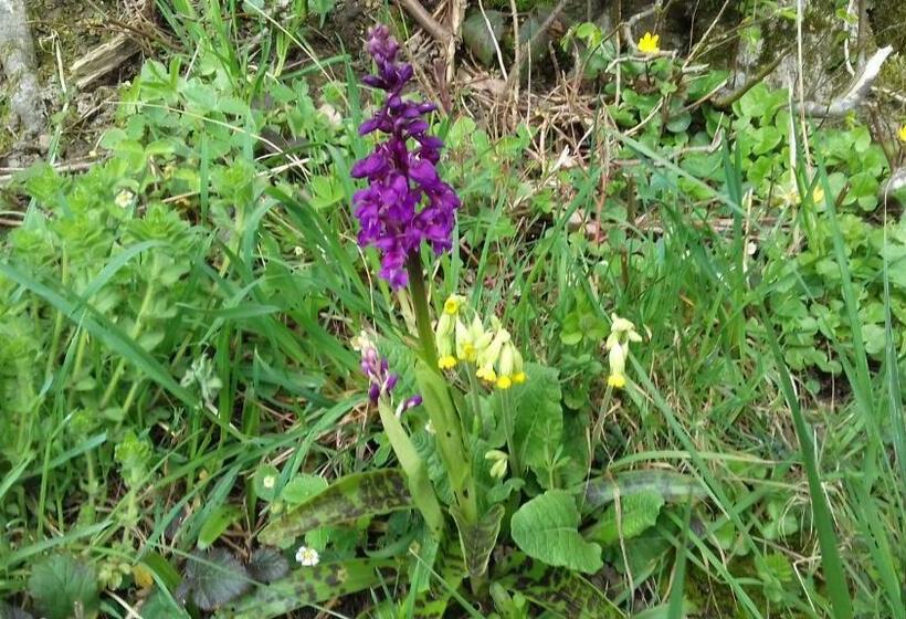 צימר Au Jardin Des Violettes
