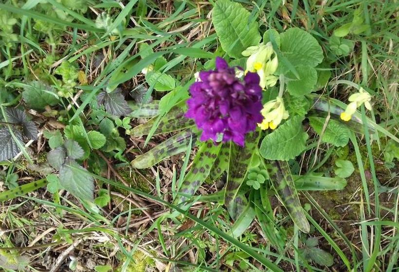 צימר Au Jardin Des Violettes