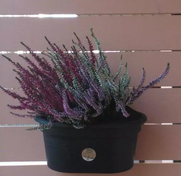 Jääskän Loma Apartment Hotel Härmä