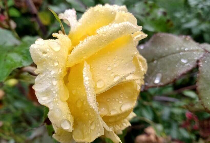 Hostel Ecoposada Viña De Aldana