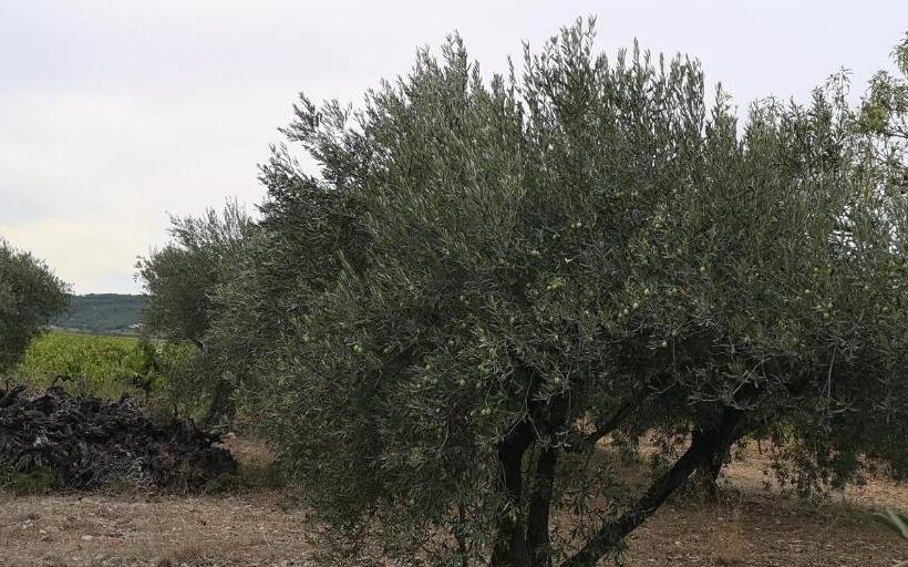 مبيت وإفطار Le Mimosa