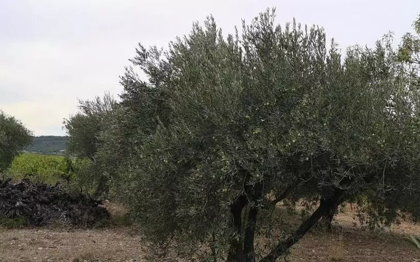 ベッドアンドブレックファースト Le Mimosa