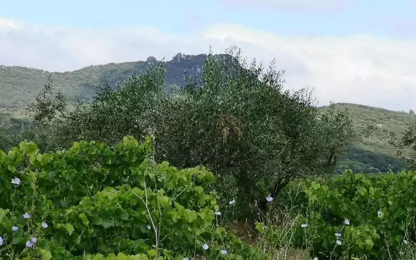 ベッドアンドブレックファースト Le Mimosa