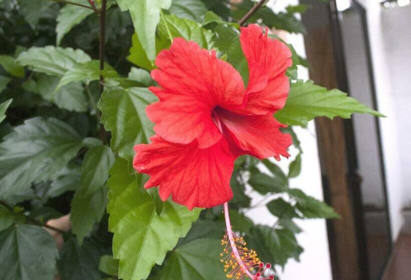 膳宿费 Sol Pacifico Lodge