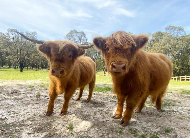 민박 Cockatoo Cottages