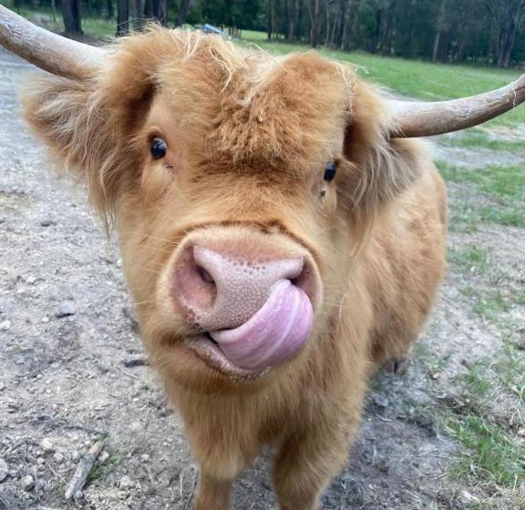 민박 Cockatoo Cottages