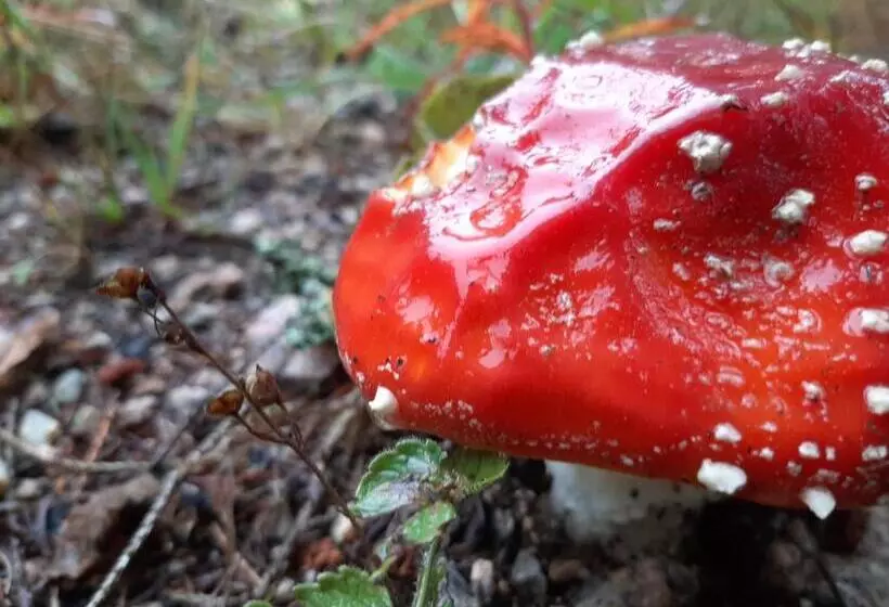 Pension & Fewo's Talblick