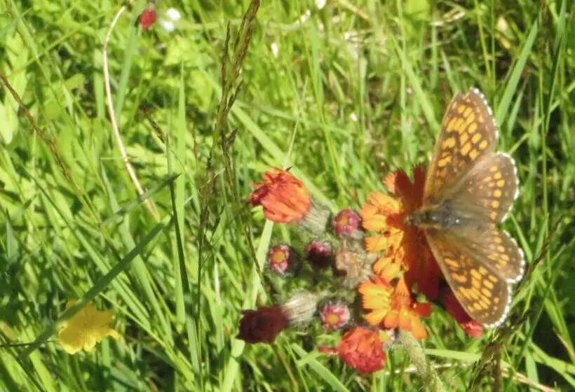 Pension & Fewo's Talblick