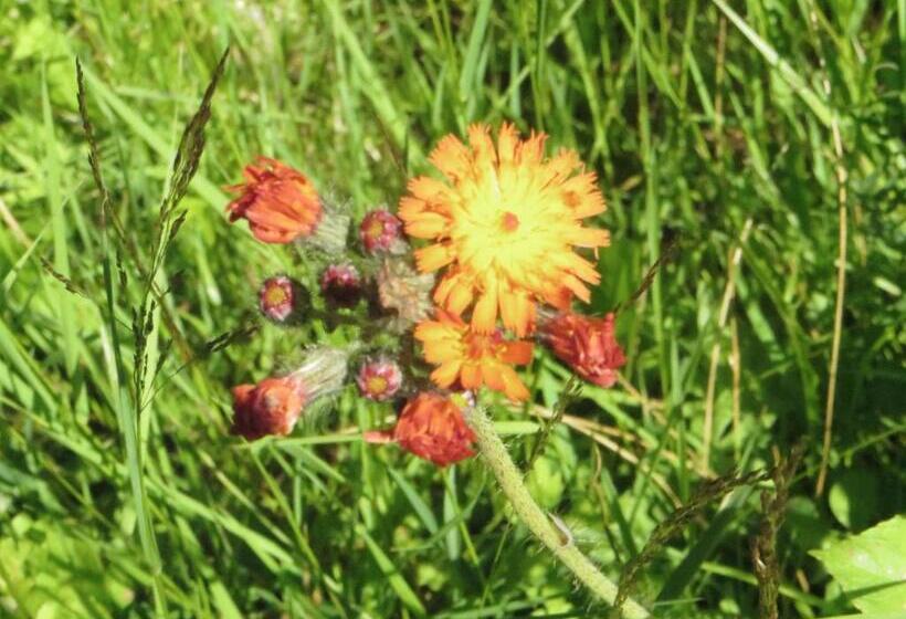 Pension & Fewo's Talblick