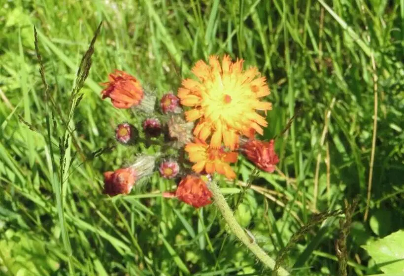 Pension & Fewo's Talblick