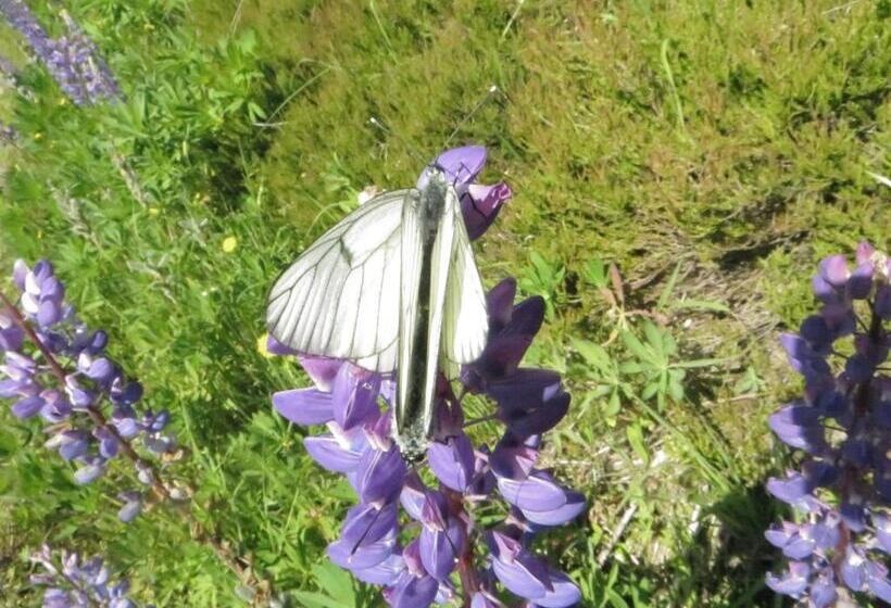 Pension & Fewo's Talblick