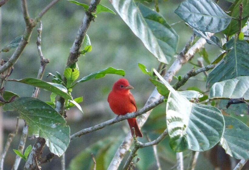 هتل Cabinas Piuri