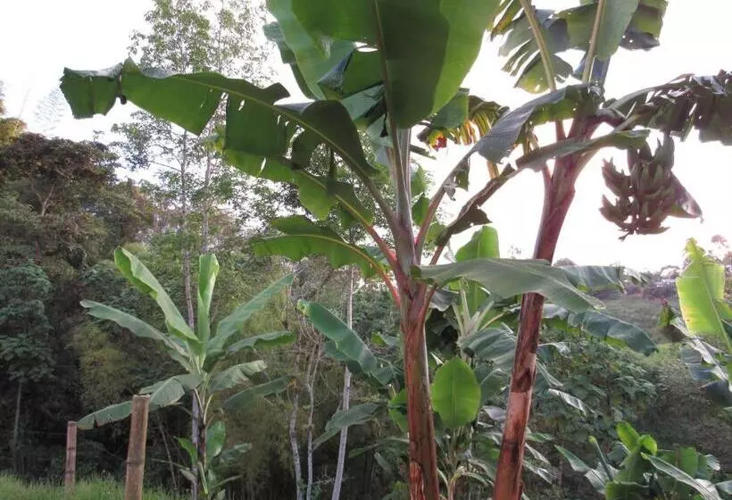Coffee Tree Boutique Hostel