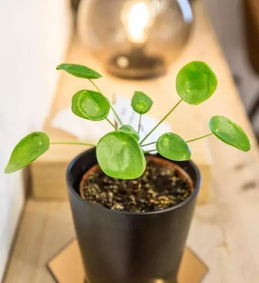 Aamiaismajoitus (B&B) Bnb Nest