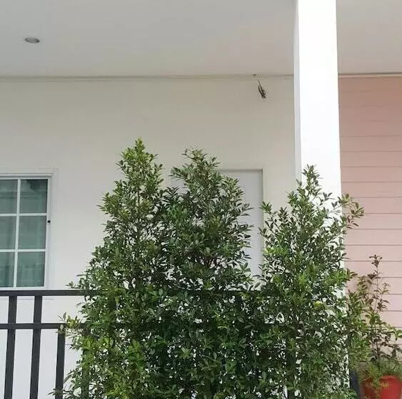 Majatalo Patchy&ppraw Family