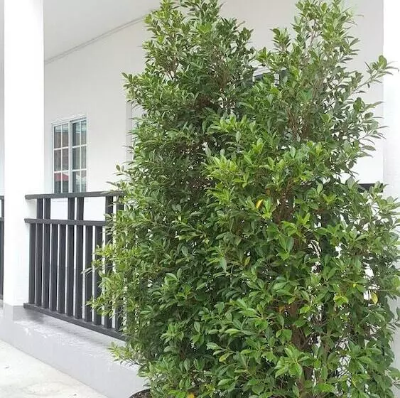 Majatalo Patchy&ppraw Family