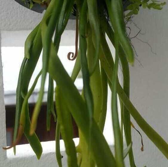 Pansiyon Patchy&ppraw Family