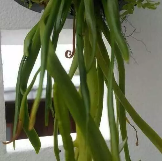 Majatalo Patchy&ppraw Family