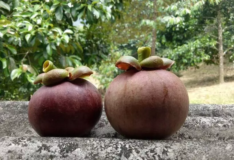 Majatalo Baan Keree Thara Khiri Wong