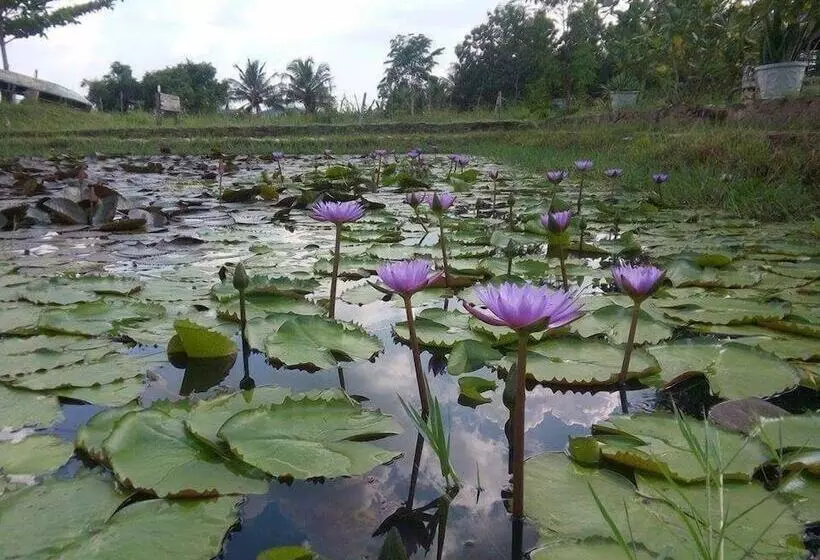 Majatalo Lotus Chalets Eco
