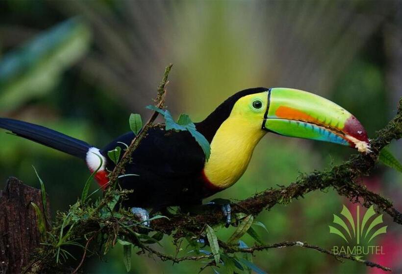 هتل Bambutel Cocles