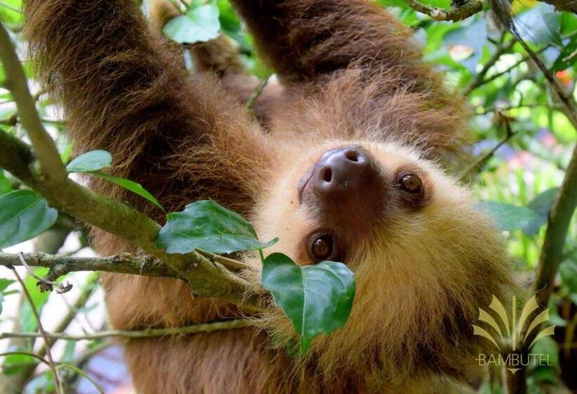 هتل Bambutel Cocles